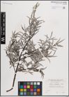 Foto von Salix eleagnos Scop.